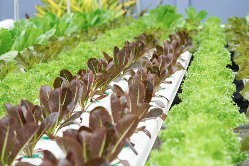 Aquaponics: A Quick Guide