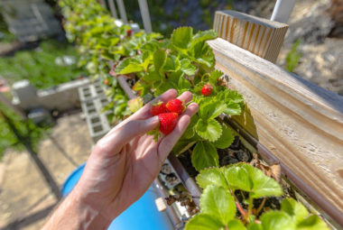 Growing Strawberries At Home