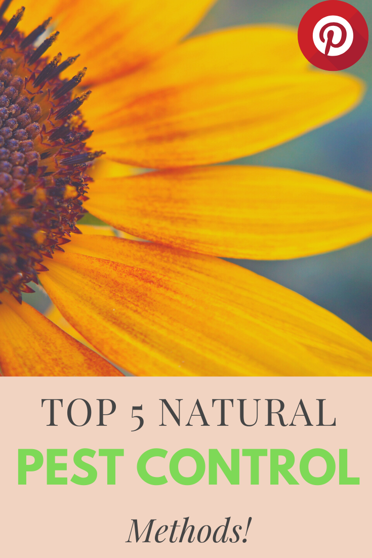 top-5-natural-pest-control-methods-my-homegrown-foods