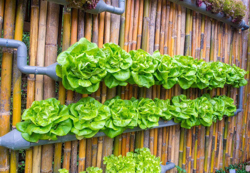 Top Tips For Your First Vertical Garden