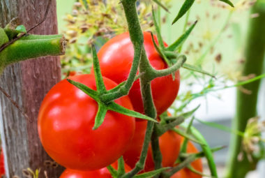 Container Garden Tomatoes