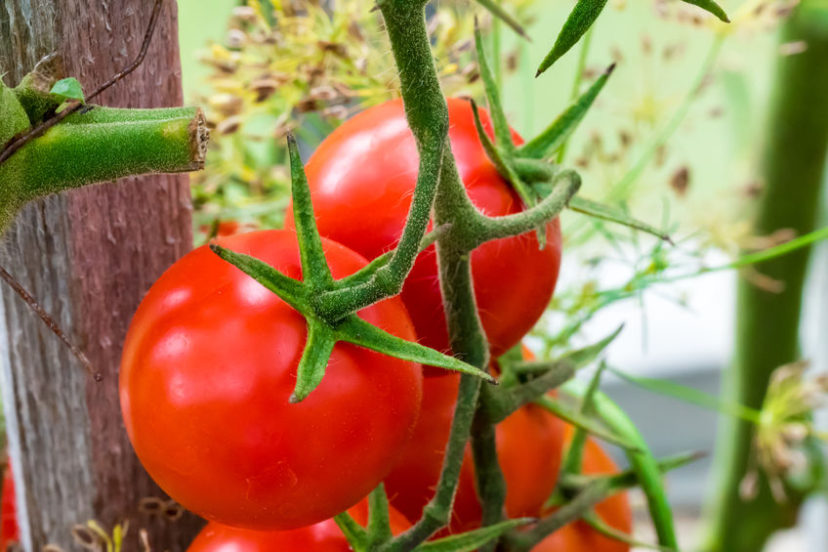 A Simple Guide To Growing Tomatoes