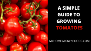 Growing Tomatoes At Home