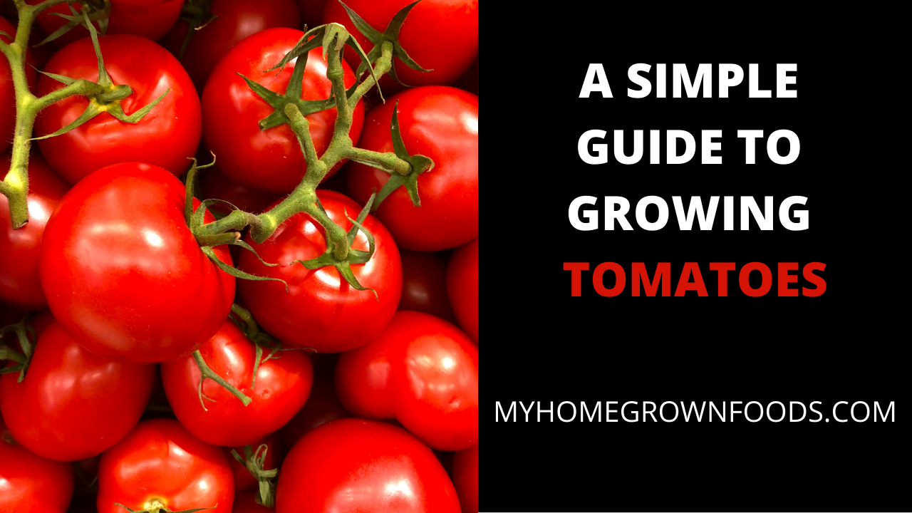 A Simple Guide to Growing Tomatoes - My Homegrown Foods