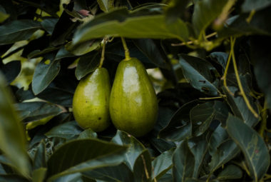 How To Grow Avocados At Home