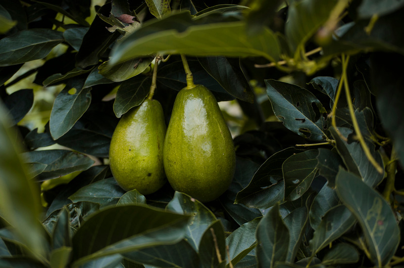 How To Grow Avocados At Home