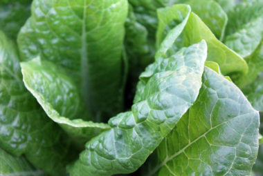 Growing Spinach At Home