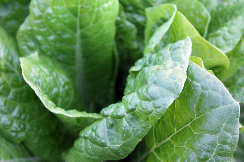 How To Grow Spinach At Home
