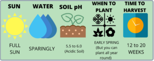 How to grow potatoes