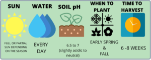 How to grow spinach at home